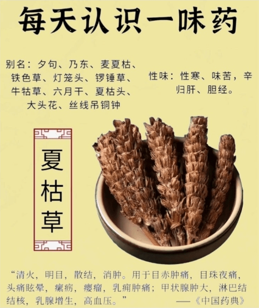 《本草纲目》草部：夏枯草