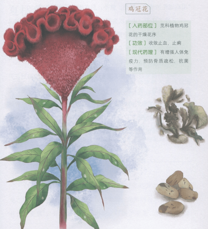 中药鸡冠花的副作用有哪些