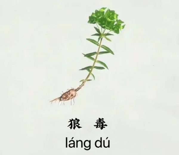 中药狼毒（狼牙）的有效成...