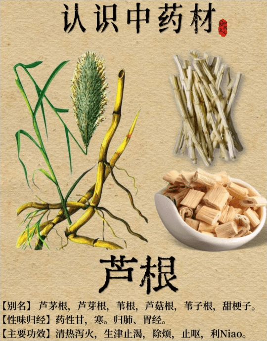 中药芦根的副作用有哪些