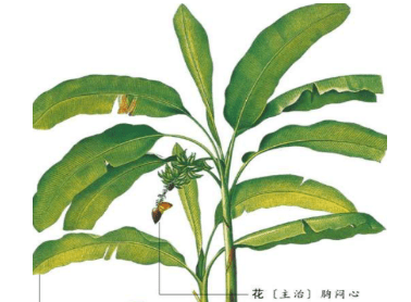 《本草纲目》草部：甘蕉