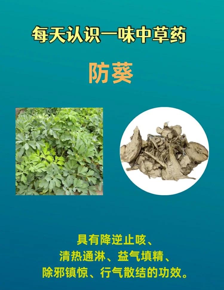 中药防葵的有效成分是什么