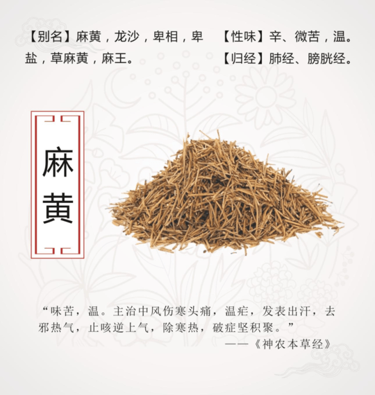 《本草纲目》草部：麻黄