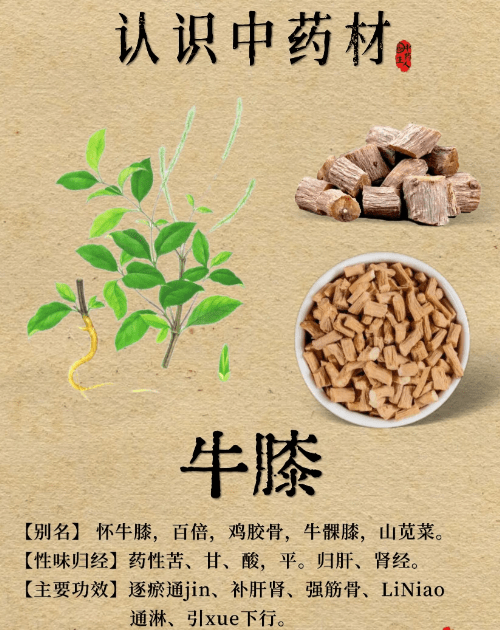 《本草纲目》草部：牛膝